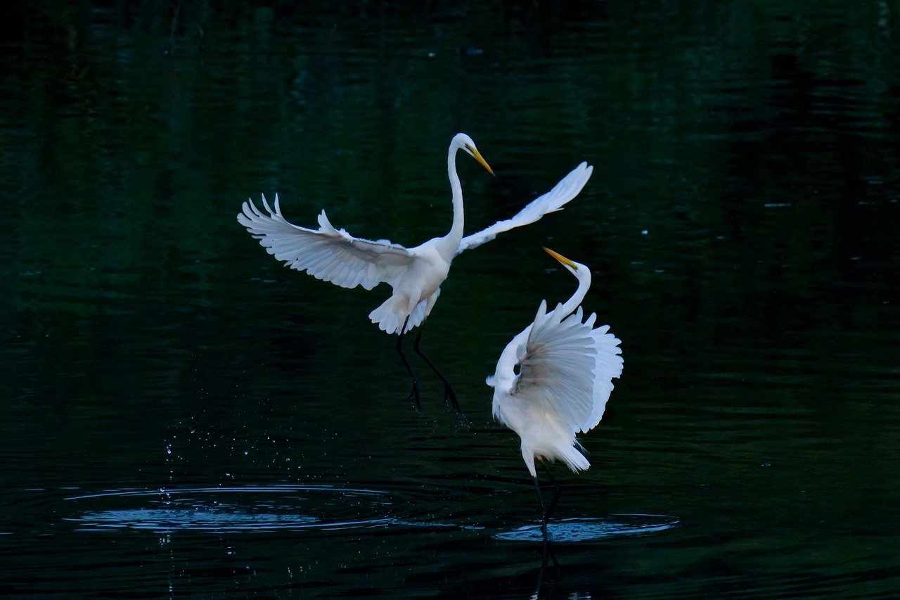common heron, birds, egret-6549208.jpg
