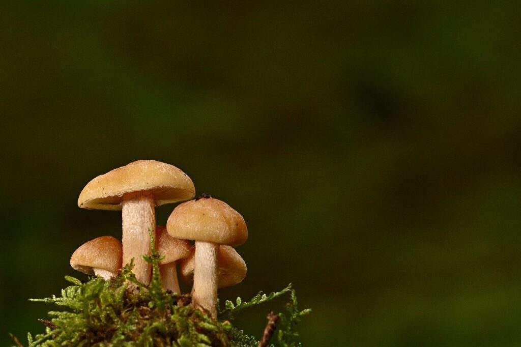 mushrooms, mycology, fungi-6952703.jpg