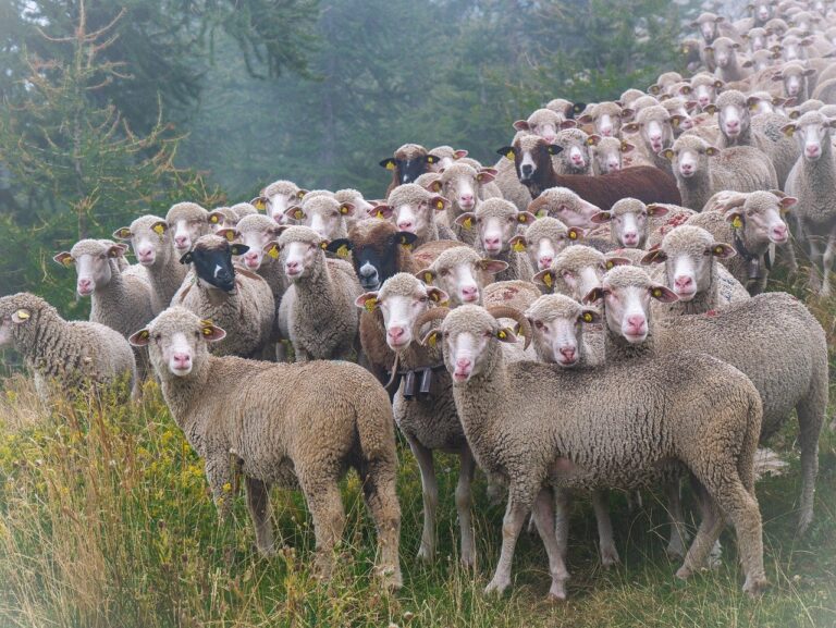 sheep, flock of sheep, herd of sheep in the mountains-7286385.jpg