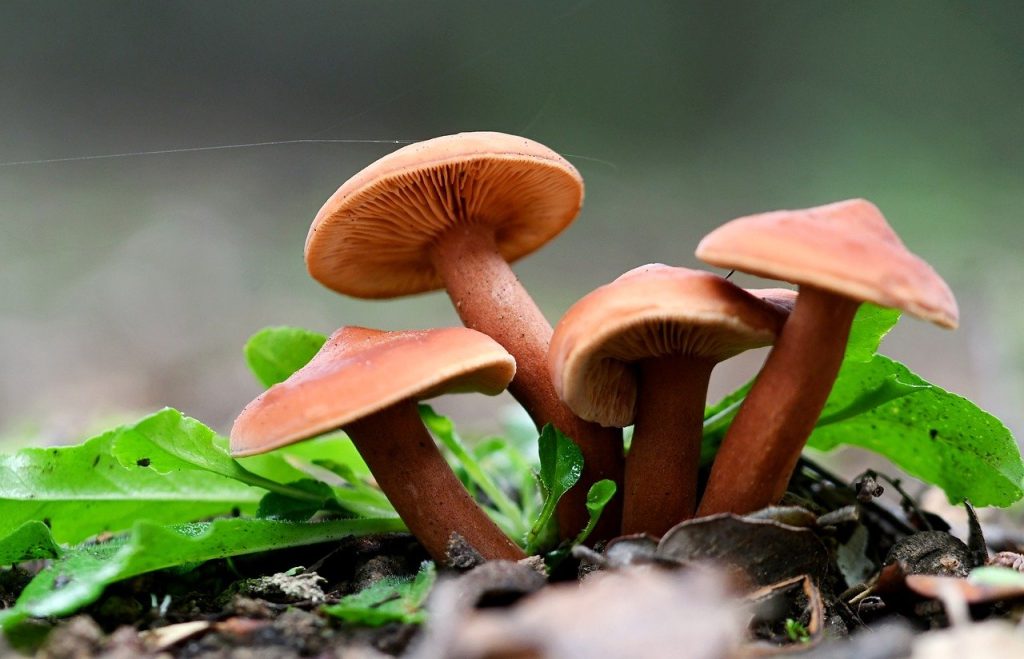 mushrooms, autumn, nature-8395146.jpg